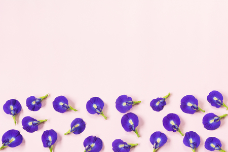 Butterfly pea flower isolated on pink background with copy space for insert text.の写真素材