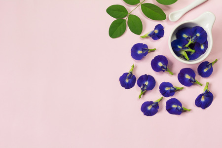 Butterfly pea, blue pea flower herbal. healthy and herb concept.の写真素材