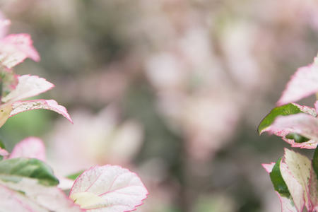 Macro of Sweet flower. Close up white flowers on nature background.の写真素材