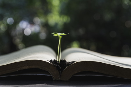 Green plant and pile of book on table and copy space for insert text.の写真素材