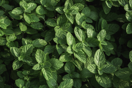 Close up of green leaf. Green fresh plants on nature background.