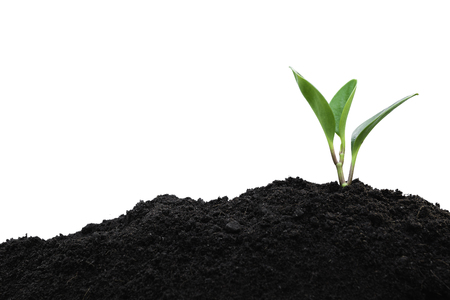 Seedling and plant growing in soil isolated on white background and copy space for insert textの写真素材