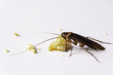 Cockroach eating whole wheat bread. Cockroach on the whole wheat bread on white background.の写真素材