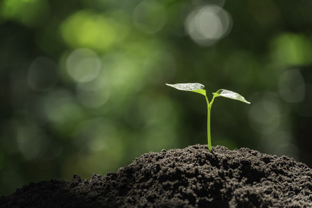 Seedling and plant growing in soil and copy space for insert textの写真素材