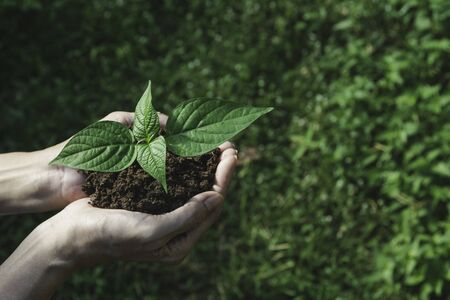 Human hands holding green small plant with copy space for insert text. Life and ecology concept.の写真素材