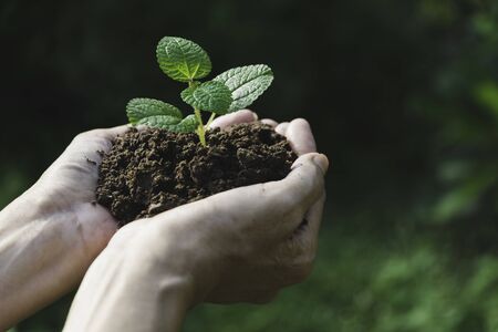 Human hands holding green small plant with copy space for insert text. Life and ecology concept.