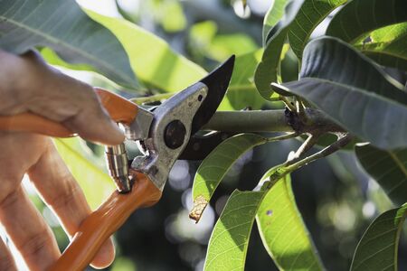 Hand of Gardener pruning trees with pruning shears.の写真素材