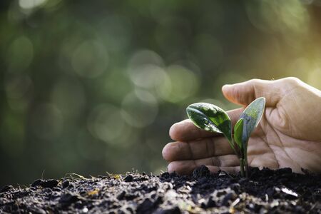 Hand protecting a green young plant with growing in the soil on blurred background.