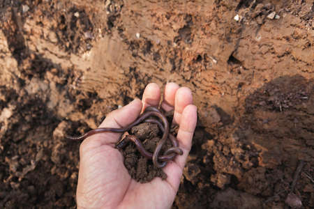 Hand of male holding soil with earthworm in the hands for planting with copy space for insert text.の写真素材