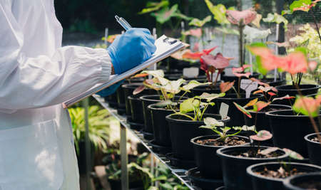 Scientist researching on plants. Agricultural engineer test health and analyze example plantsの写真素材