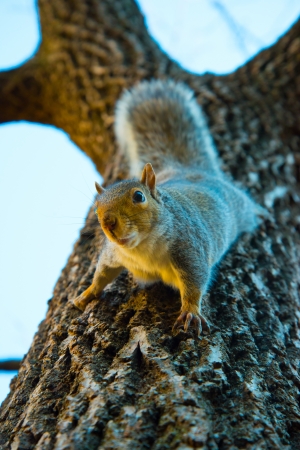 Squirrel on the tree .
