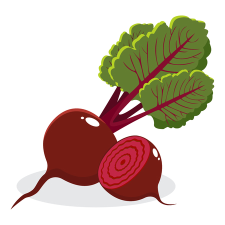 Red beetroot with leaves whole and cut isolated on white background. Hand drawn vector illustrationのイラスト素材