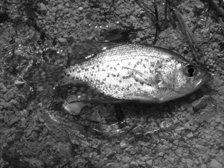 Fish out of waterの写真素材