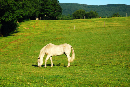 White Horse in the Berkshiresの写真素材