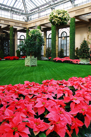 Chistmas Plant Display at Longwood Gardens, Outsode of Philadelphia, PAのeditorial素材