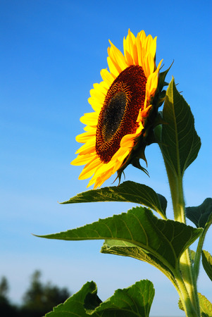 Sun Worshiperの写真素材