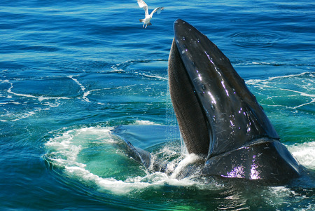 Humpback Whaleの写真素材