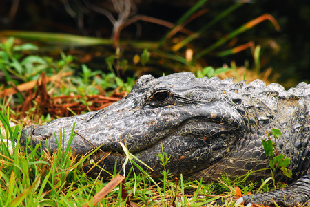 American Alligatorの写真素材
