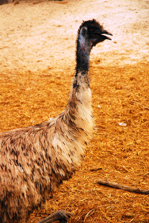 Australian Emuの写真素材