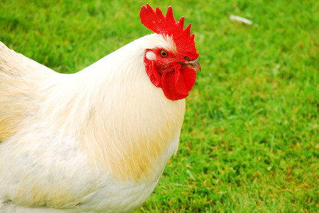 Rooster Strutの写真素材