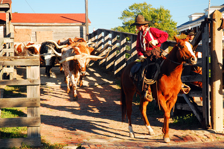 A cowboy begins the cattle drive in Fort Worth Texasのeditorial素材