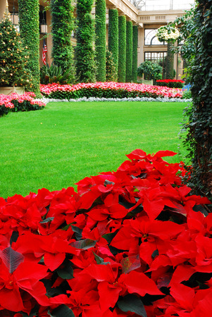 Holiday Pointsettiasの写真素材