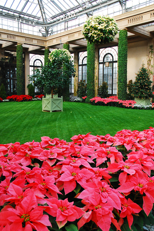 Christmas Floral Displayのeditorial素材