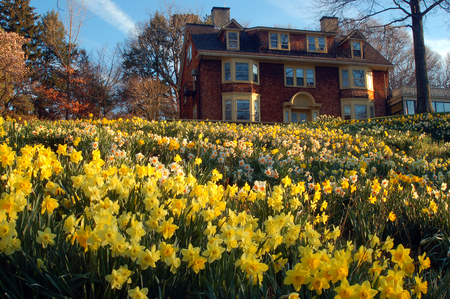 Daffodils Proliferate a Public Garden in New Jerseyのeditorial素材