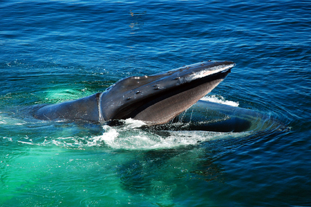 A Humpback Whale Surfaces in Search of Foodの写真素材