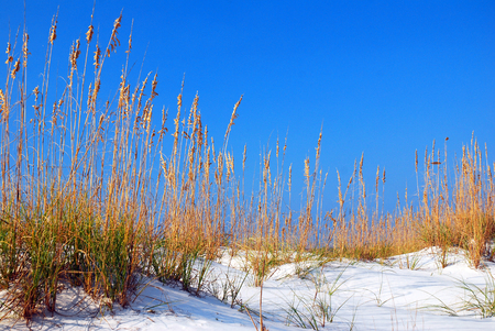 Sand Dunes and Sea Oatsの写真素材