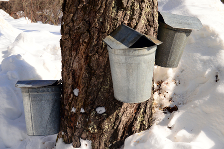Collecting maple sugar to turn into syrup in New Englandの写真素材