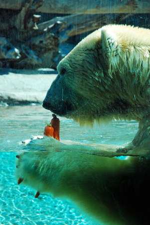 A Polar Bear Munching on His Snacksのeditorial素材