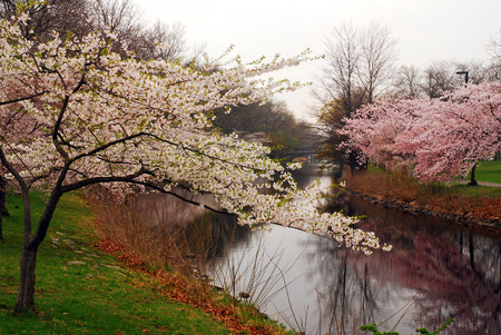 Cherry blossoms bloom along the Esplanade in Bostonの写真素材