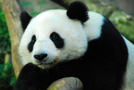 A solemn panda bearの写真素材