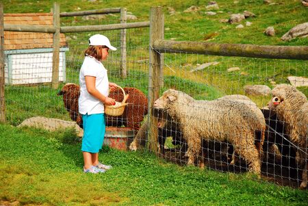 Sheeps vie for position as a young girl approaches to feedのeditorial素材