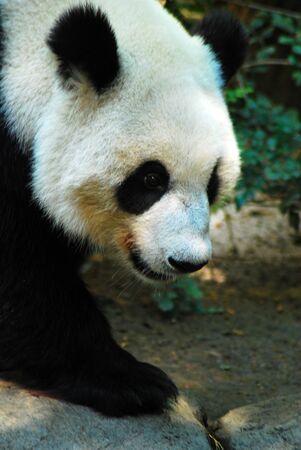 Panda Bear on the prowlの写真素材