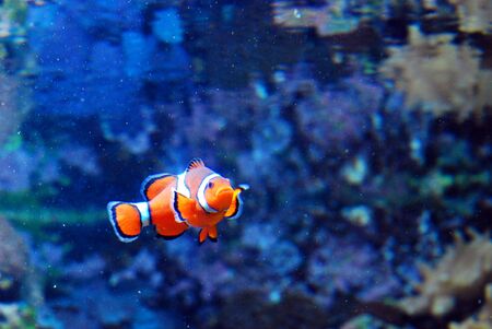 Orange white and black clownfishの写真素材