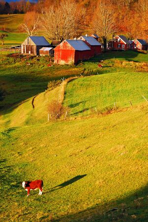 A cow stands in a field in late fallの写真素材