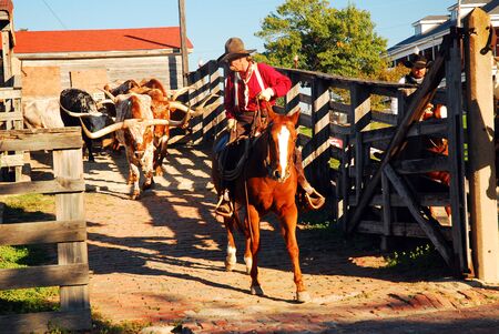 A cowboy leads Texas longhorns from their pens during the daily cattle drive in Fort Worth, Texasのeditorial素材