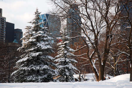 Central Park Winterのeditorial素材