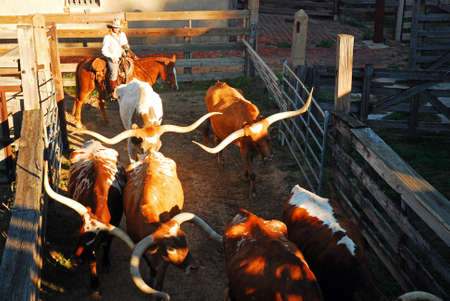 A Cowgirl leads Longhorn Bulls enter their pens