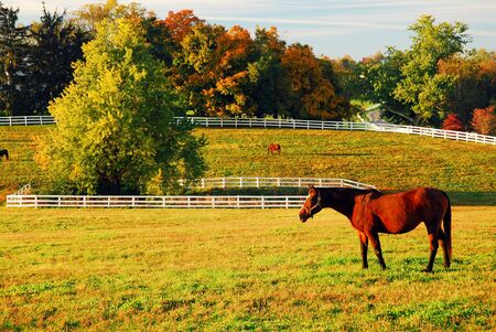 Kentucky Horse Country in Autumn