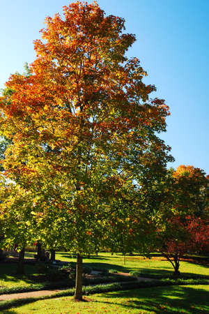 An Autumn tree catches the sunlight in a public parkの写真素材