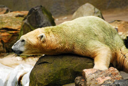 A polar bear rests on a rockの写真素材