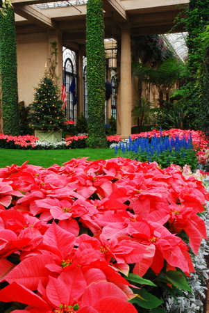 Christmas Pointsettia Display, Longwood Gardens, Near Philadelphia, PAのeditorial素材