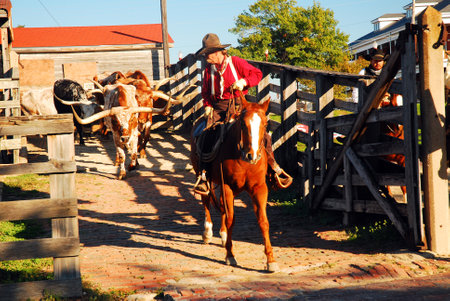 A cowboy leads Texas longhorns from their pens during the daily cattle drive in Fort Worth, Texasのeditorial素材