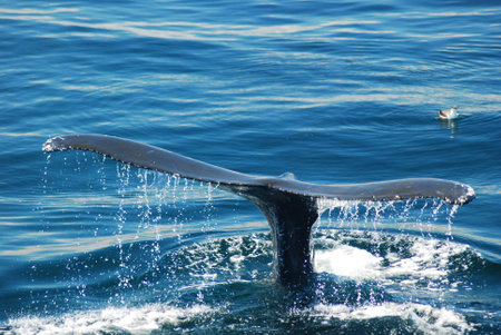 A tail of a humpback whale surfaces prior to a prolinged diveの写真素材