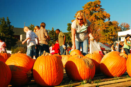 An adult woman searches for the right pumpkin at a farmstand in autumnのeditorial素材