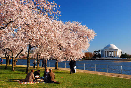 A group of friends enjoy a spring day amongst the cherry blossoms in Washington, DCのeditorial素材