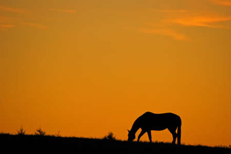A horse grazes in a field at sunriseの写真素材